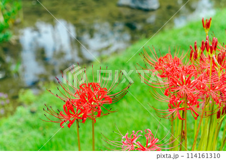 彼岸花 114161310