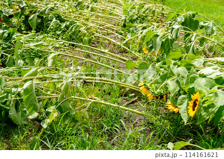 強風で倒れてしまったひまわりの花 114161621