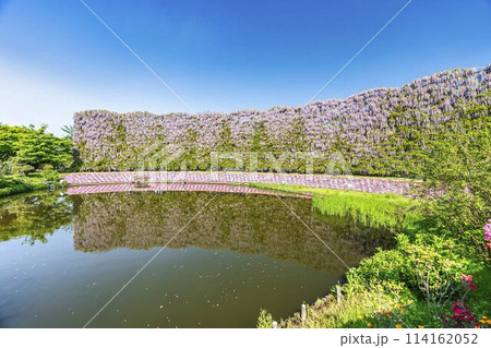 初夏に咲くむらさき藤のスクリーン　栃木県足利市 114162052