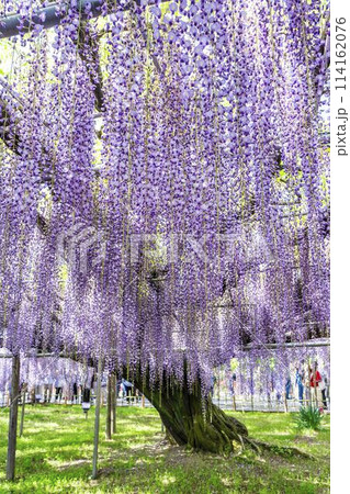 初夏に咲く大藤の花　あしかがフラワーパーク　栃木県足利市 114162076
