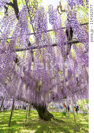 初夏に咲く大藤の花　あしかがフラワーパーク　栃木県足利市 114162077