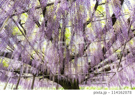 初夏に咲く大藤の花　あしかがフラワーパーク　栃木県足利市 114162078