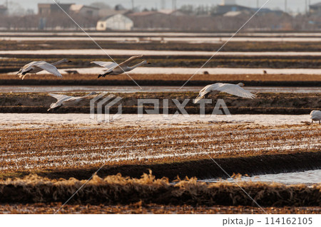 田んぼから飛び立つ白鳥(青森県) 田んぼから飛び立つ白鳥(青森県) 114162105