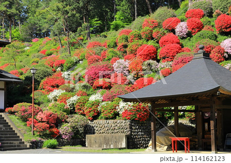 青梅市塩船観音寺つつじ祭り 114162123