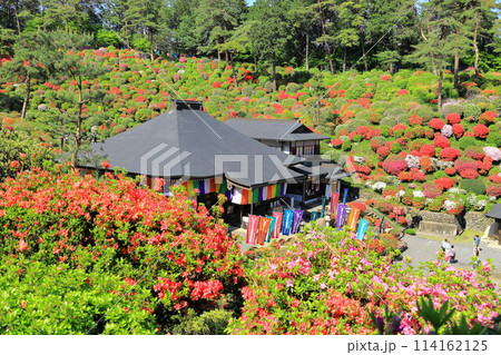 青梅市塩船観音寺つつじ祭り 114162125