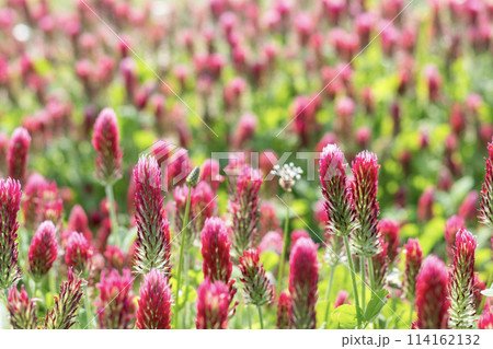 紅花詰草 114162132