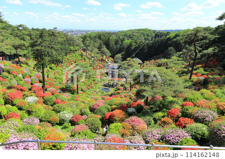 青梅市塩船観音寺つつじ祭り 114162148
