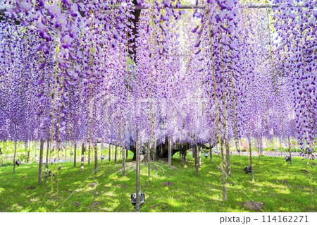 初夏に咲く大藤の花 あしかがフラワーパーク 栃木県足利市 初夏に咲く大藤の花 あしかがフラワーパーク 栃木県足利市 114162271