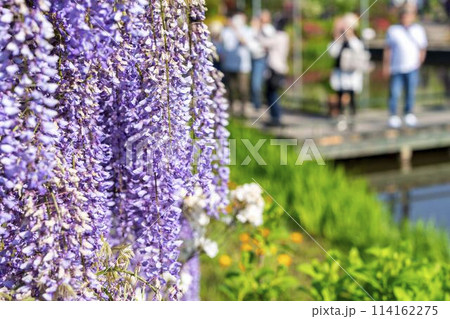 初夏に咲く大長藤の花 あしかがフラワーパーク 栃木県足利市 初夏に咲く大長藤の花 あしかがフラワーパーク 栃木県足利市 114162275