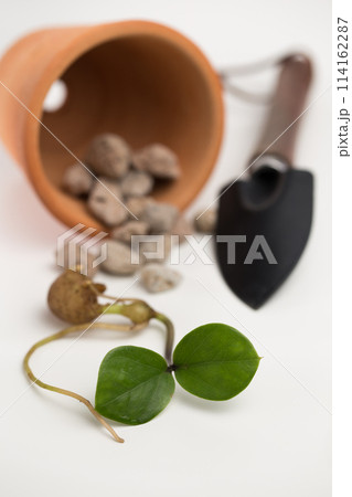 Propagation of a zamioculcas zamiifolia in a clay pot. 114162287