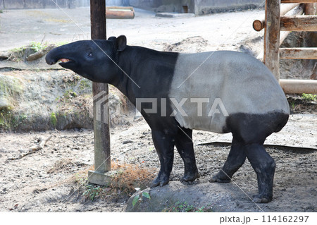 マレーバク 114162297