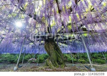 初夏に咲くむらさき藤の花　あしかがフラワーパーク　栃木県足利市 114162339