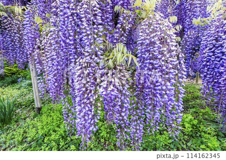 初夏に咲くむらさき藤の花 あしかがフラワーパーク 栃木県足利市 初夏に咲くむらさき藤の花 あしかがフラワーパーク 栃木県足利市 114162345