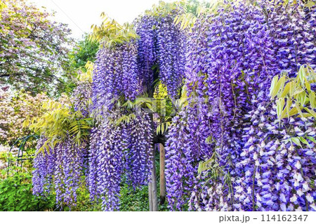 初夏に咲くむらさき藤の花 あしかがフラワーパーク 栃木県足利市 初夏に咲くむらさき藤の花 あしかがフラワーパーク 栃木県足利市 114162347