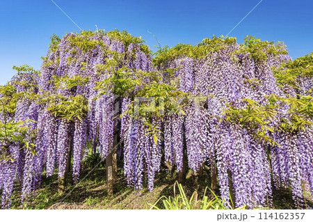 初夏に咲く藤の花　あしかがフラワーパーク　栃木県足利市 114162357