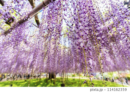 初夏に咲く大藤の花 あしかがフラワーパーク 栃木県足利市 初夏に咲く大藤の花 あしかがフラワーパーク 栃木県足利市 114162359