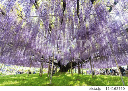 初夏に咲く大藤の花 あしかがフラワーパーク 栃木県足利市 初夏に咲く大藤の花 あしかがフラワーパーク 栃木県足利市 114162360