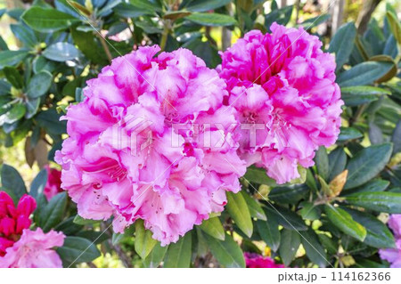 満開の西洋シャクナゲ あしかがフラワーパーク 栃木県足利市 満開の西洋シャクナゲ あしかがフラワーパーク 栃木県足利市 114162366