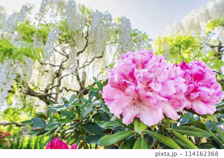 満開の西洋シャクナゲ　あしかがフラワーパーク　栃木県足利市 114162368