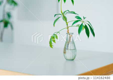 おしゃれなリノベーションマンにて おしゃれなリノベーションマンにて 114162480