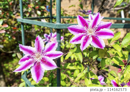 初夏に咲くクレマチスドクターラッペル あしかがフラワーパーク 栃木県足利市 初夏に咲くクレマチスドクターラッペル あしかがフラワーパーク 栃木県足利市 114162573