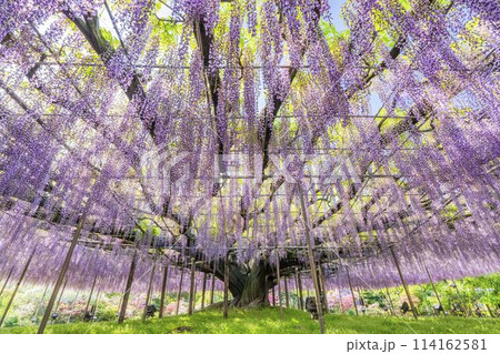 初夏に咲く大藤の花　あしかがフラワーパーク　栃木県足利市 114162581