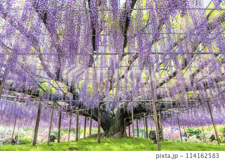 初夏に咲く大藤の花 あしかがフラワーパーク 栃木県足利市 初夏に咲く大藤の花 あしかがフラワーパーク 栃木県足利市 114162583