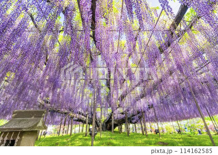 初夏に咲く大藤の花　あしかがフラワーパーク　栃木県足利市 114162585