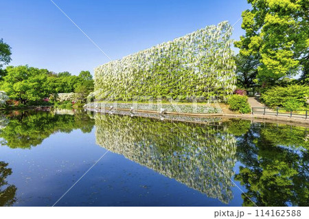 初夏に咲く白藤の滝 あしかがフラワーパーク 栃木県足利市 初夏に咲く白藤の滝 あしかがフラワーパーク 栃木県足利市 114162588