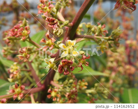 満開のマンゴーの花 114162652