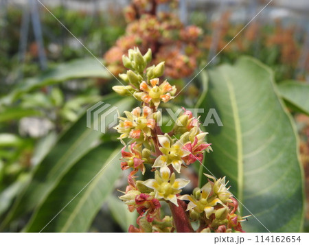 満開のマンゴーの花 満開のマンゴーの花 114162654