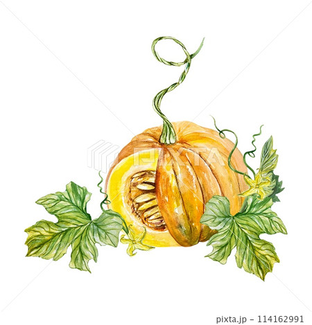 Botanical pumpkin, vegetable, leaves, flowers. Autumn. Hand drawn watercolor illustration isolated on white background. Cards, invitations, banners. 114162991