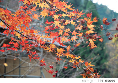 真っ赤な紅葉、もみじ、神社 真っ赤な紅葉、もみじ、神社 114163099