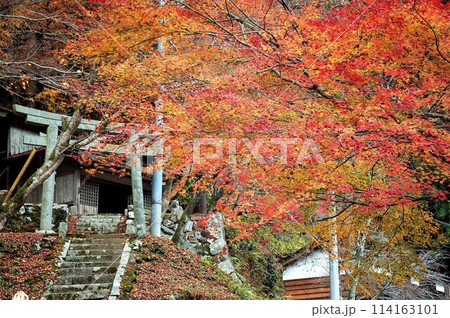 真っ赤な紅葉、もみじ、神社 真っ赤な紅葉、もみじ、神社 114163101