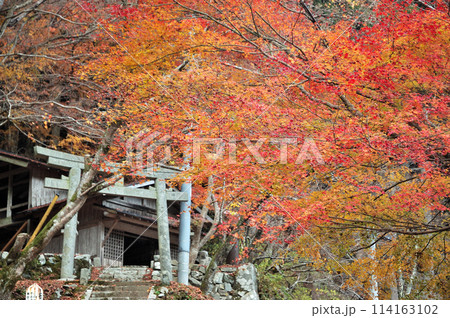 真っ赤な紅葉、もみじ、神社 114163102