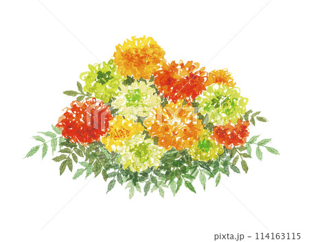 水彩で描いたマリーゴールド 114163115