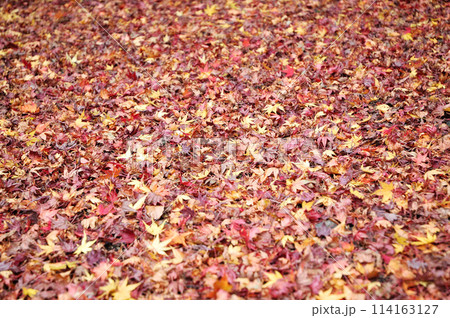 真っ赤な紅葉.神社.もみじ 真っ赤な紅葉.神社.もみじ 114163127