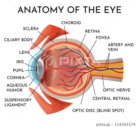 Anatomy of eye. Human organ structure infographics, side view. Muscles of human eye. Detailed illustration isolated on white background Anatomy of eye. Human organ structure infographics, side view. Muscles of human eye. Detailed illustration isolated on white background 114163174