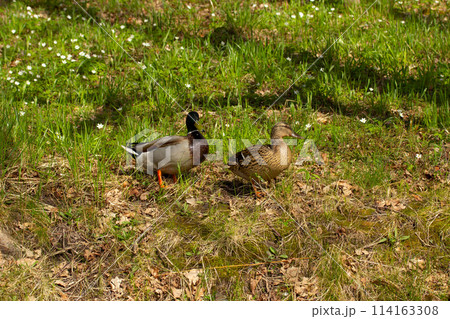 Drake and duck resting on spring grass 114163308