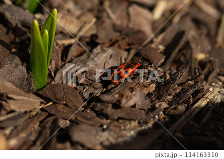 Boxelder Bugs (Boisea trivittata)  spring bug 114163310