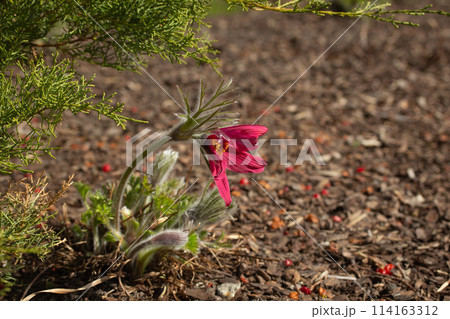 Early spring flower. Pasque flower (or pasqueflower) 114163312