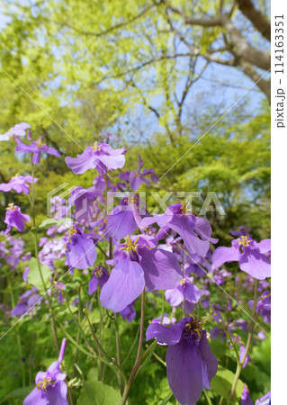 ムラサキハナナ 114163351