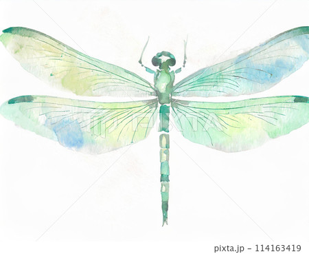 水彩画のトンボのイラスト 114163419