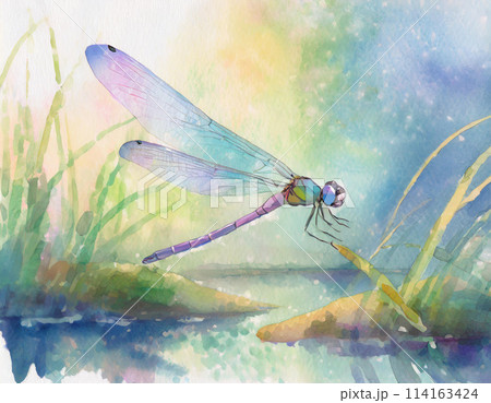 水彩画のトンボのイラストのイラスト素材 [114163424] - PIXTA