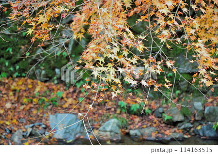 真っ真っ赤な紅葉.もみじ.神社赤な紅葉.もみじ.神社 114163515