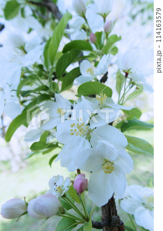 ヒメリンゴの花 ヒメリンゴの花 114163579