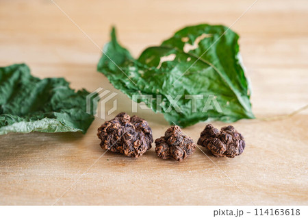 マタタビの実 114163618