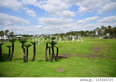辻堂海浜公園の風景 114163725