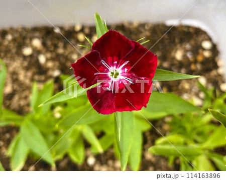 美女なでしこの花(深い赤紫)2 美女なでしこの花(深い赤紫)2 114163896