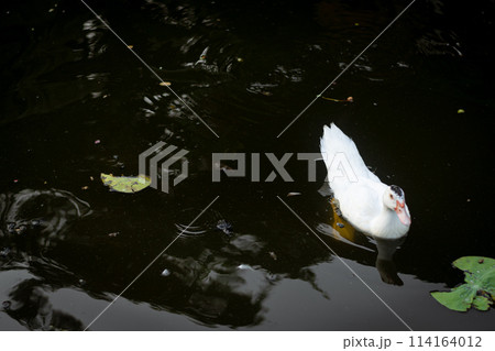 Duck in Natural Wetland: Colorful Avian Beauty on Serene Countryside 114164012